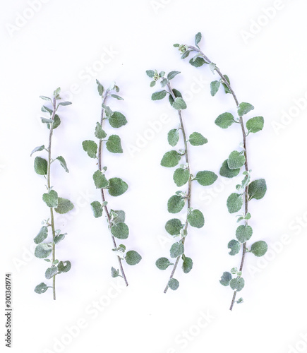 Licorice plant Kooigoed Helichrysum petiolare photo