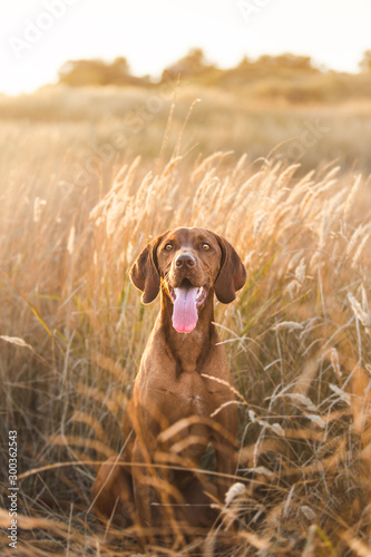 red dog sitting in red dry grass 