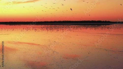 Golden sunset over the lake Seagulls are flying against a background of hot sun above the horizon