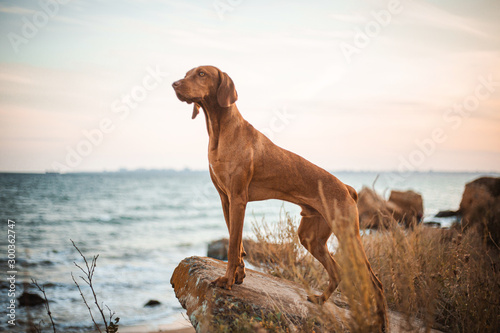 Red dog vizsla standing on the stone sea photo