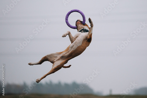 Amstaff in a jump catches a puller