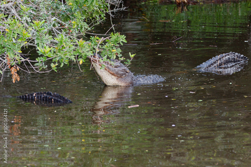 Fototapeta premium American Alligator, Alligator mississippiensis