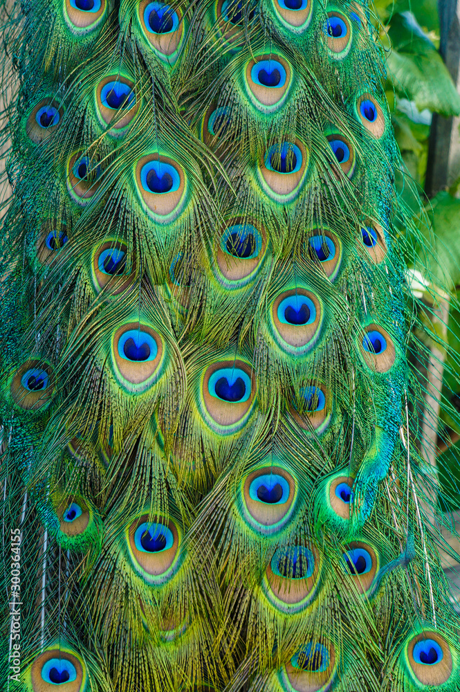 Obraz premium Peacock tail feathers