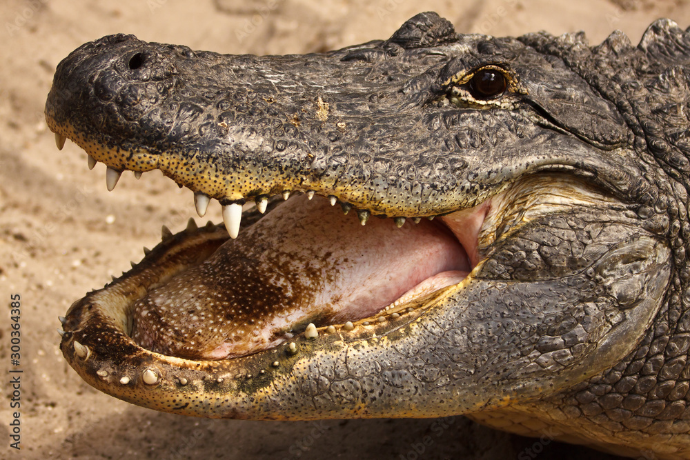 American Alligator, Alligator mississippiensis, with open mouth showing  tongue and teeth Stock-Foto | Adobe Stock