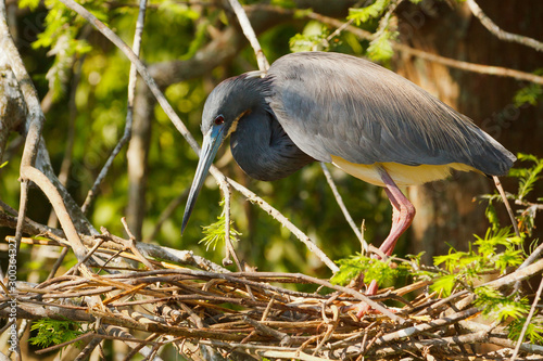 Tricolored Heron building a nest