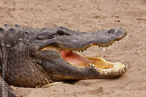 American Alligator  Alligator mississippiensis