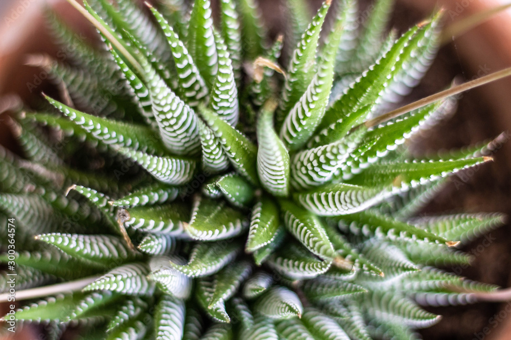 Haworthiopsis Attenuata Succulent in Dark Green Haworthiopsis Attenuata Succulent in Dark Green