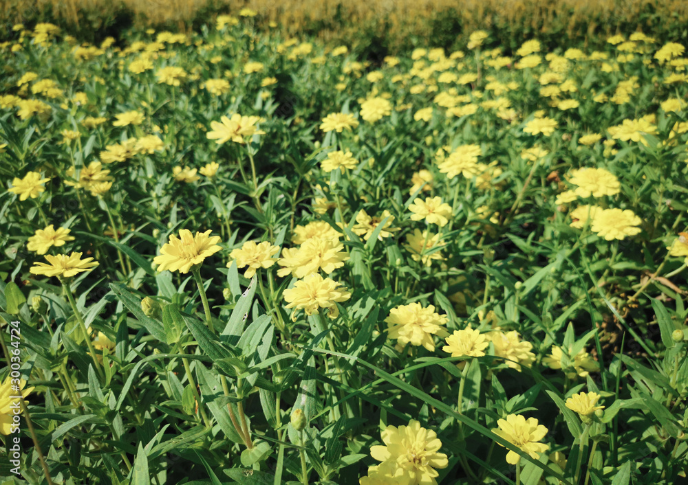 yellow flower and green leaves background..