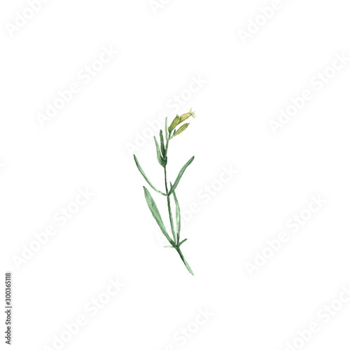 White campion flower Silene latifoglia. Hand-drawn watercolor botanical illustration. Realistic isolated object on a white background for your design