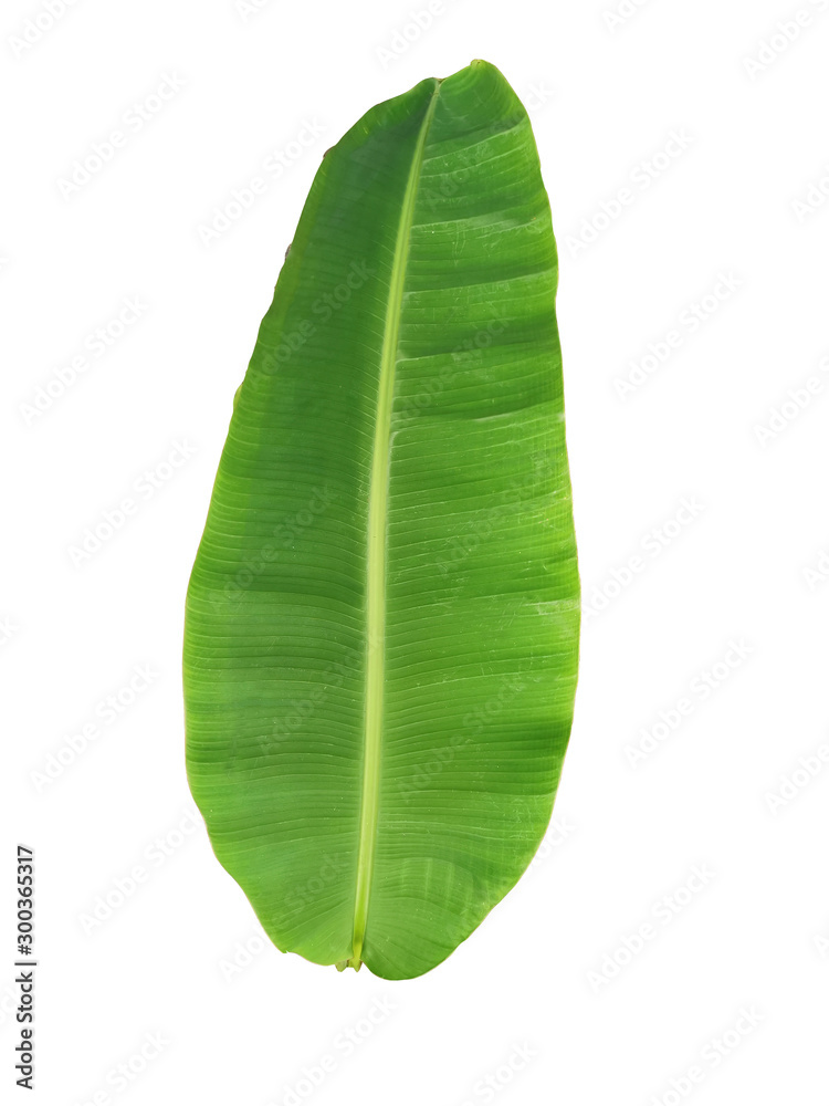 Obraz premium banana leaf isolated on white background