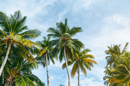 tropical Palmtree