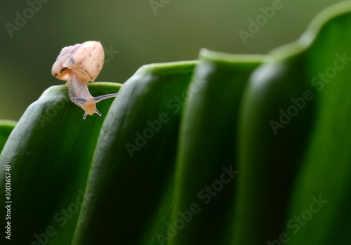 snail on the leaf