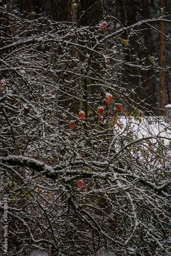 The first snow in the garden. Apples on the branches of an apple tree. The first snow in the garden. Apples on the branches of an apple tree.