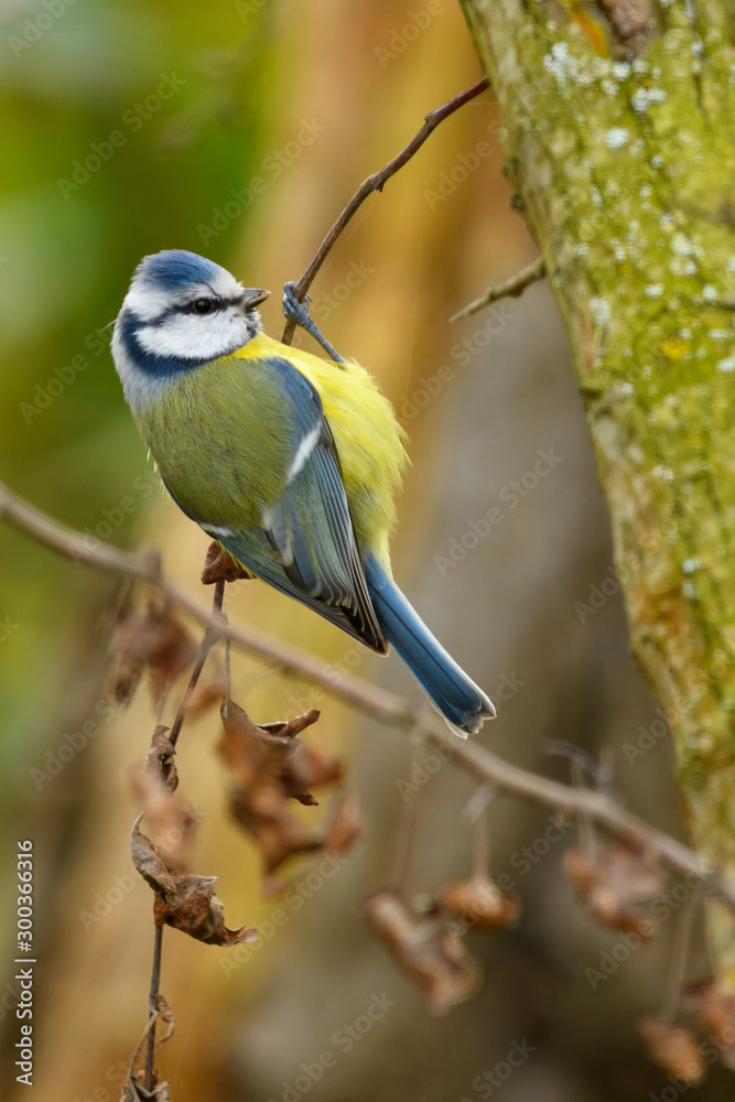 Blue Tit Parus caeruleus sitting on a twig. Looking for food. Blue Tit Parus caeruleus sitting on a twig. Looking for food.