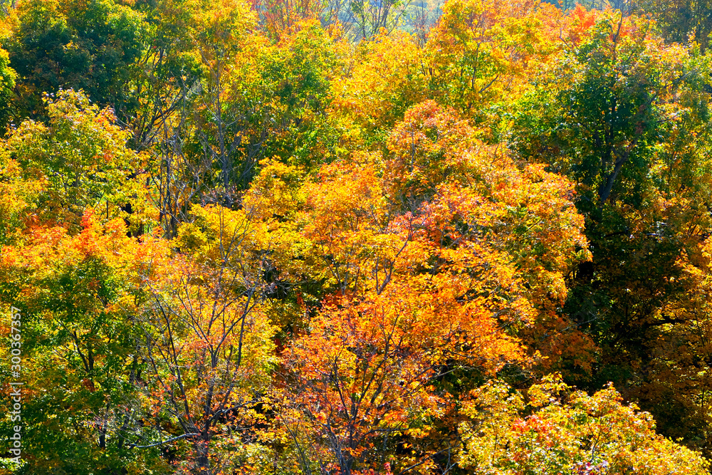 golden leaves on trees in a wood in the autumn golden leaves on trees in a wood in the autumn