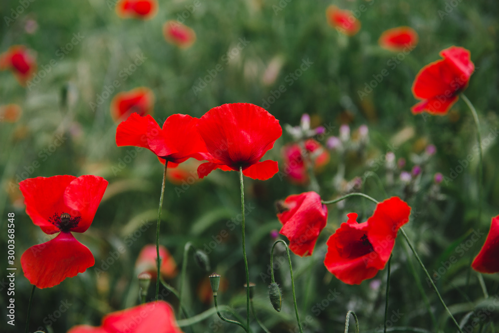 poppy field of red poppies poppy field of red poppies