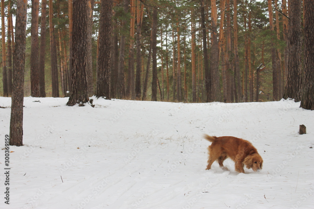 A red spaniel walks through a snowy winter forest