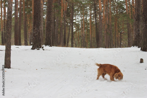 A red spaniel walks through a snowy winter forest