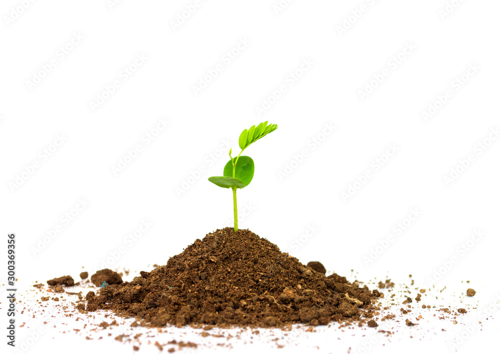 Green sprout growing out from soil isolated on white background - obrazy, fototapety, plakaty 
