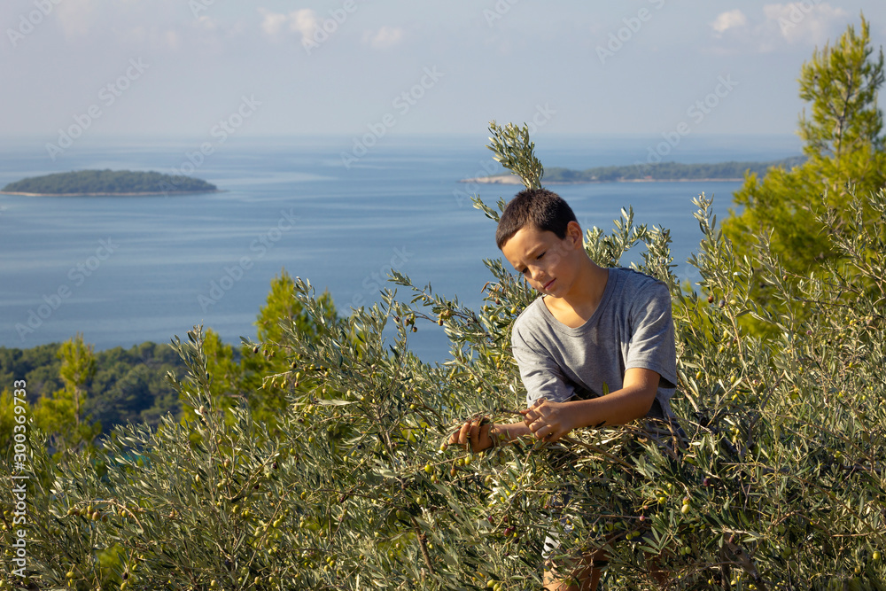 Young local farmer picking olives in traditional way. Harvesting eco olives for extra virgin olive oil. Young local farmer picking olives in traditional way. Harvesting eco olives for extra virgin olive oil.