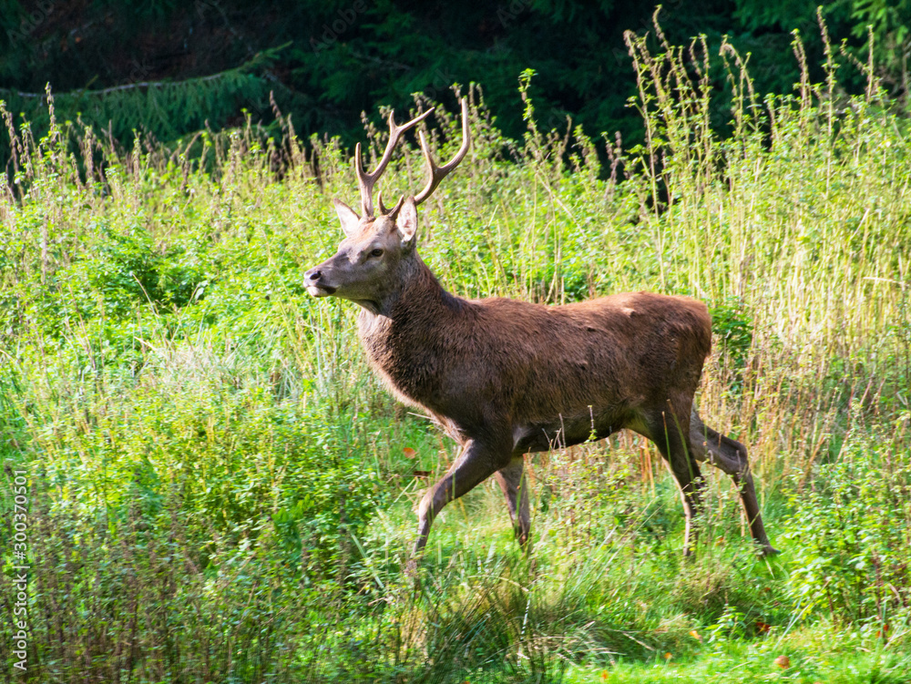 Fototapeta premium Hirsch