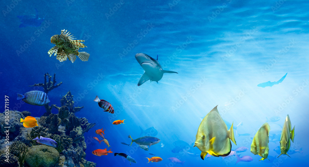 Obraz premium Underwater sea world. Life in the coral reef. Colorful tropical fish. Ecosystem. 