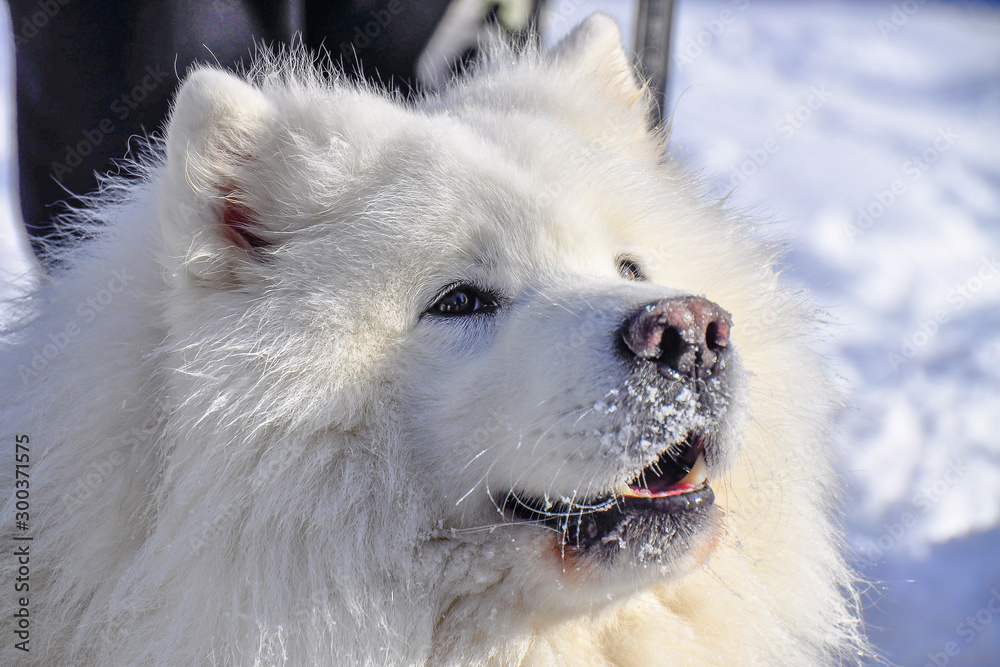 Detail picture of samoyed head. The Samoyed is a breed of large herding dog, from the spitz group. It takes its name from the Samoyedic peoples of Siberia. Winter freezing weather. Detail picture of samoyed head. The Samoyed is a breed of large herding dog, from the spitz group. It takes its name from the Samoyedic peoples of Siberia. Winter freezing weather.