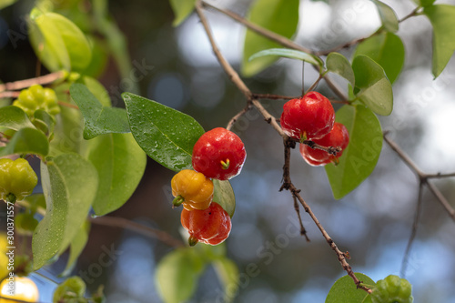 closeup of a branch with fresh pitangas / suriname cherry / brazilian cherry / cayenne cherry and blurred background in a sunny day and blue sky