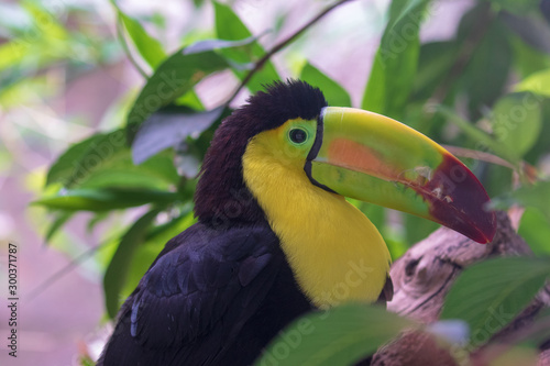 Tucan portrait with forest background