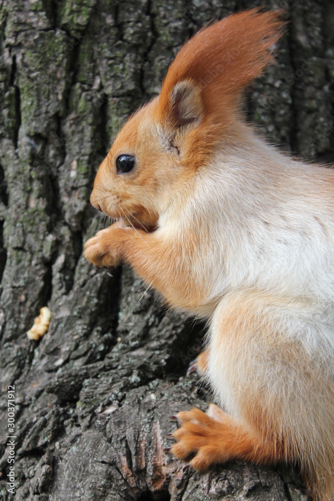 squirrel on a tree, squirrel eating a nut squirrel on a tree, squirrel eating a nut