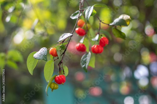 closeup of a branch with fresh pitangas / suriname cherry / brazilian cherry / cayenne cherry and blurred background in a sunny day and blue sky