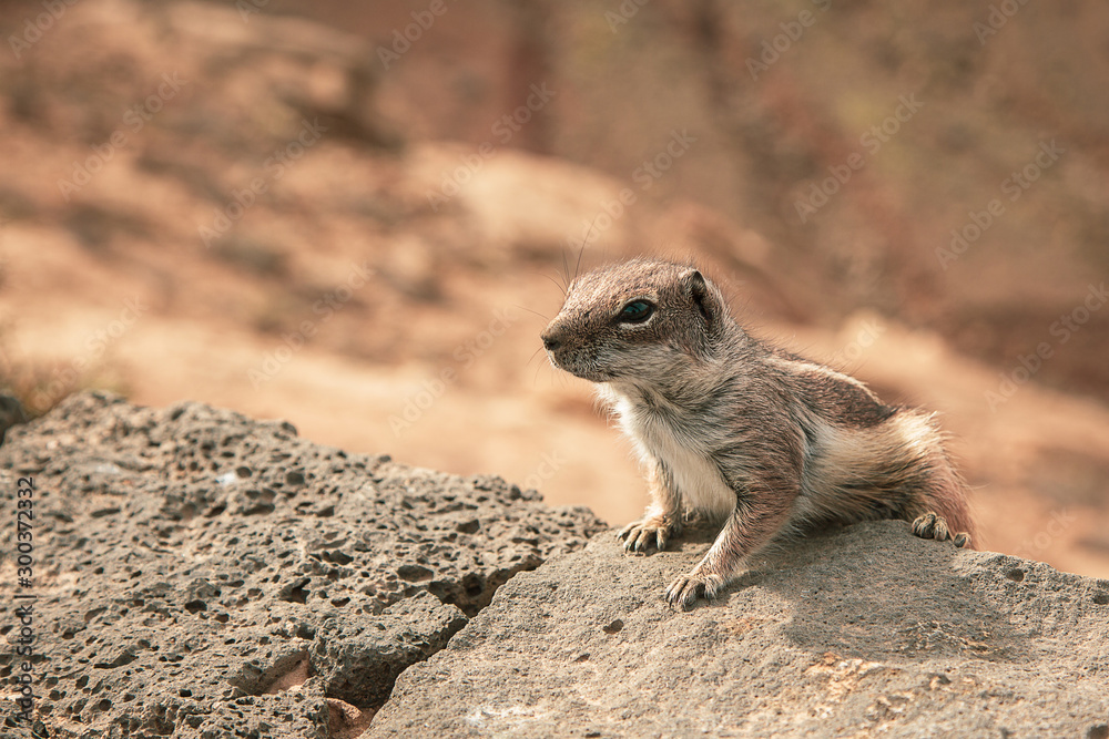 Ardilla asomada alerta sobre roca en la montaña Ardilla asomada alerta sobre roca en la montaña