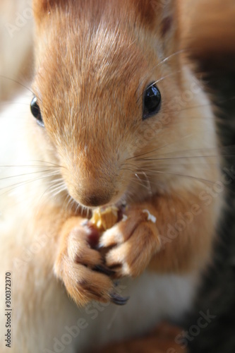  squirrel on a tree, squirrel eating a nut