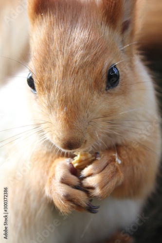 squirrel eating nut, squirrel on tree