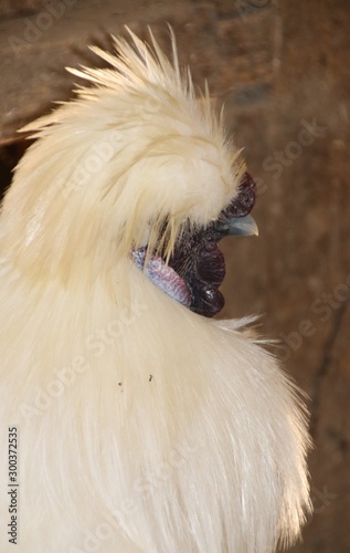 Portrait de coq de Soie photo