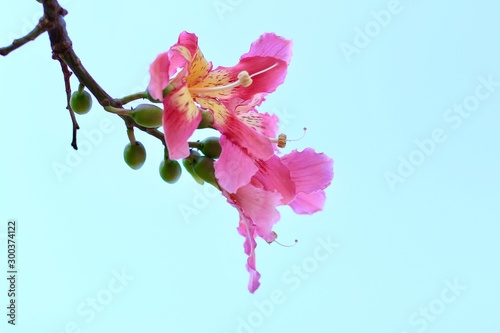 Out of focus floral background of bright pink silk floss tree or Paloborracho , Cieba Speciosa Ravenna , Malvaceae tropical flower blooming photo