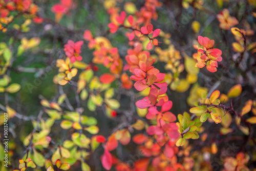 background of red and yellow leaves 