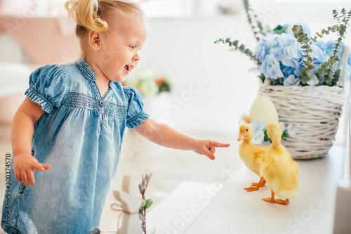 Blondel little girl in blue dress and two ponytales playing with yellow fluffy ducklings and laughing. Easter, spring. photo