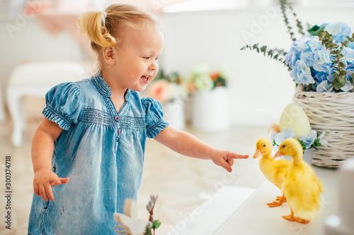 Blondel little girl in blue dress and two ponytales playing with yellow fluffy ducklings and laughing. Easter, spring. photo