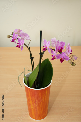 Pink stripy phalaenopsis orchid