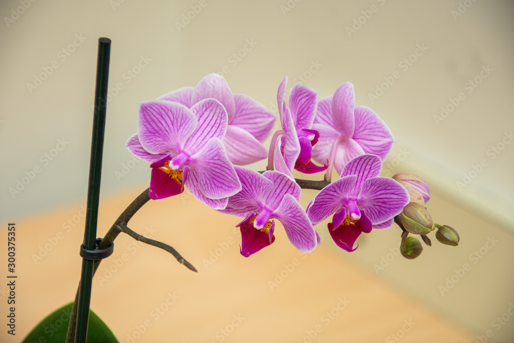 Obraz premium Pink stripy phalaenopsis orchid