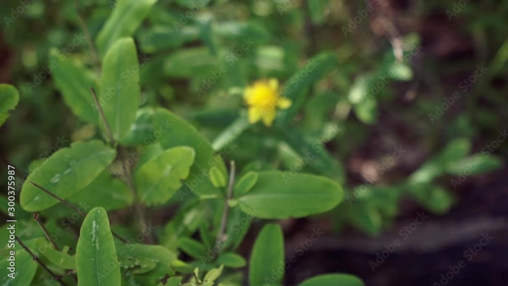 Dolly in on a yellow flower of a golden St John’s wort plant coming into focus Dolly in on a yellow flower of a golden St John’s wort plant coming into focus