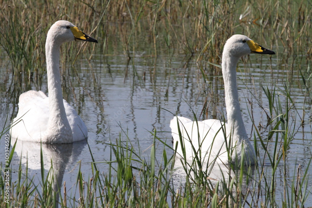 Fototapeta premium Cygne à bec jaune