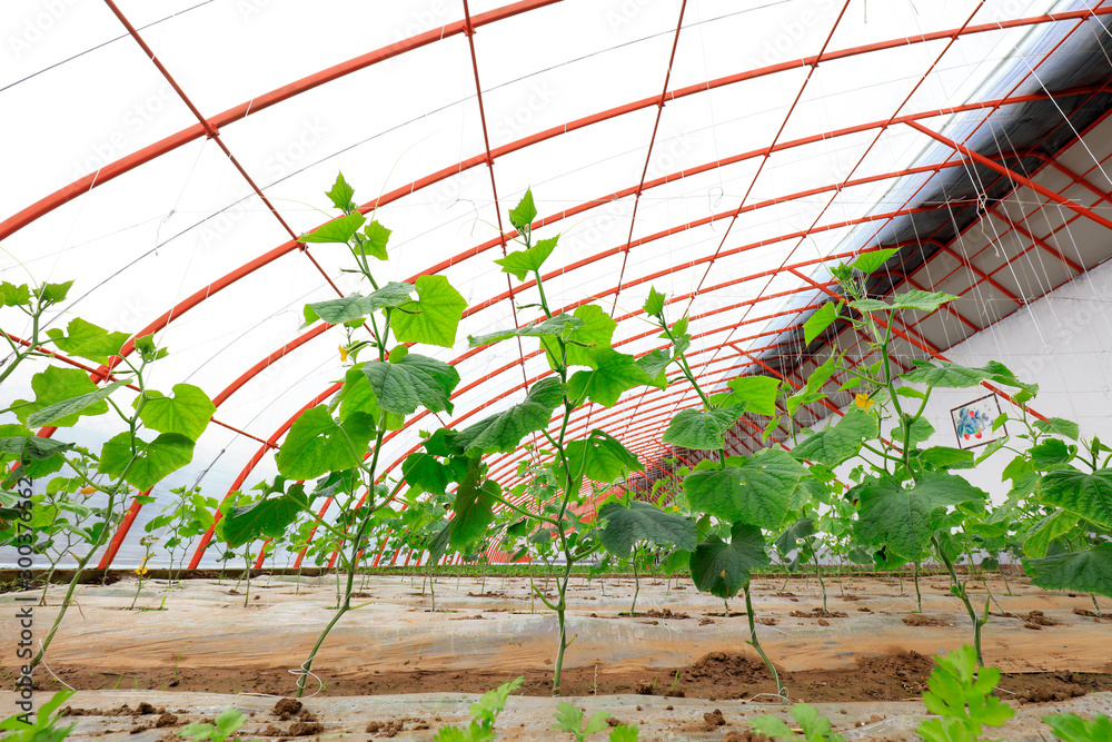 Cucumber seedlings in Greenhouse Cucumber seedlings in Greenhouse