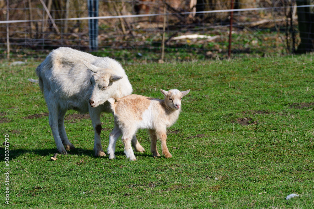 Fototapeta premium Weiße Deutsche Edelziege