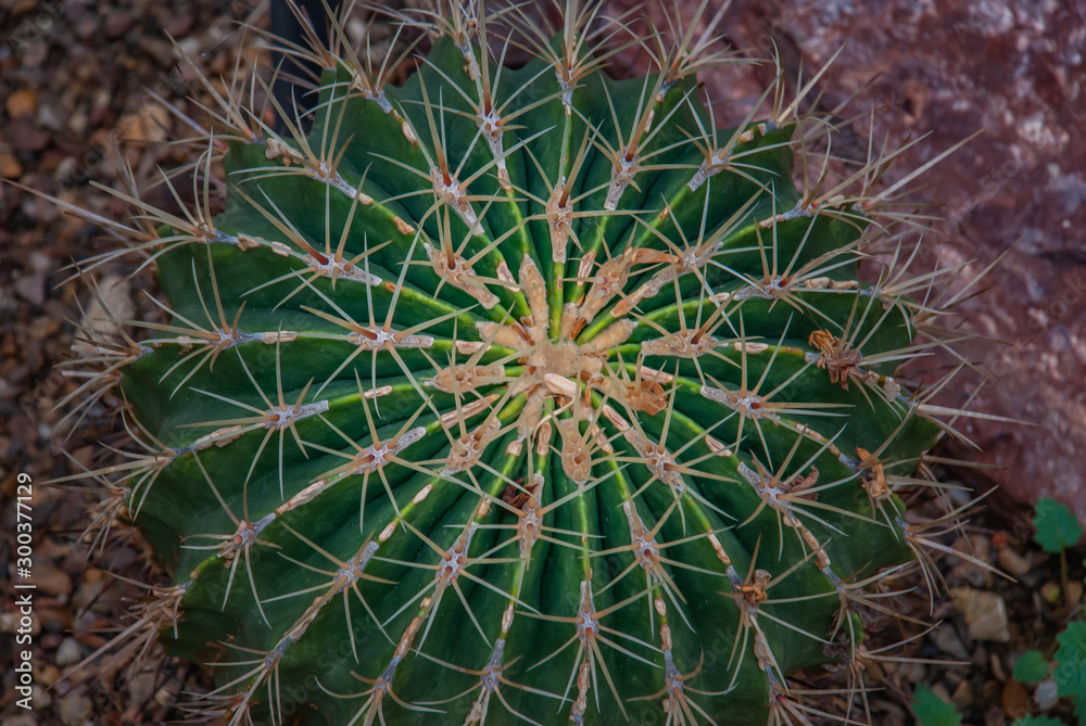 Obraz premium Cactus. Ferocactus histrix in the garden, background on full screen.