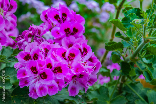 Pelargonium graveolens plant with pink flowers 