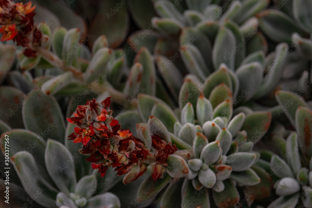 Echeveria leucotricha or chenille succulent plant in the botanical garden. Nature abstract background. Echeveria leucotricha or chenille succulent plant in the botanical garden. Nature abstract background.