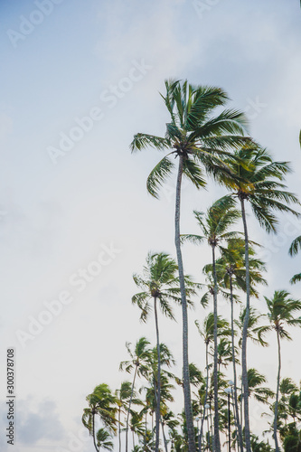 palm tree on background of blue sky