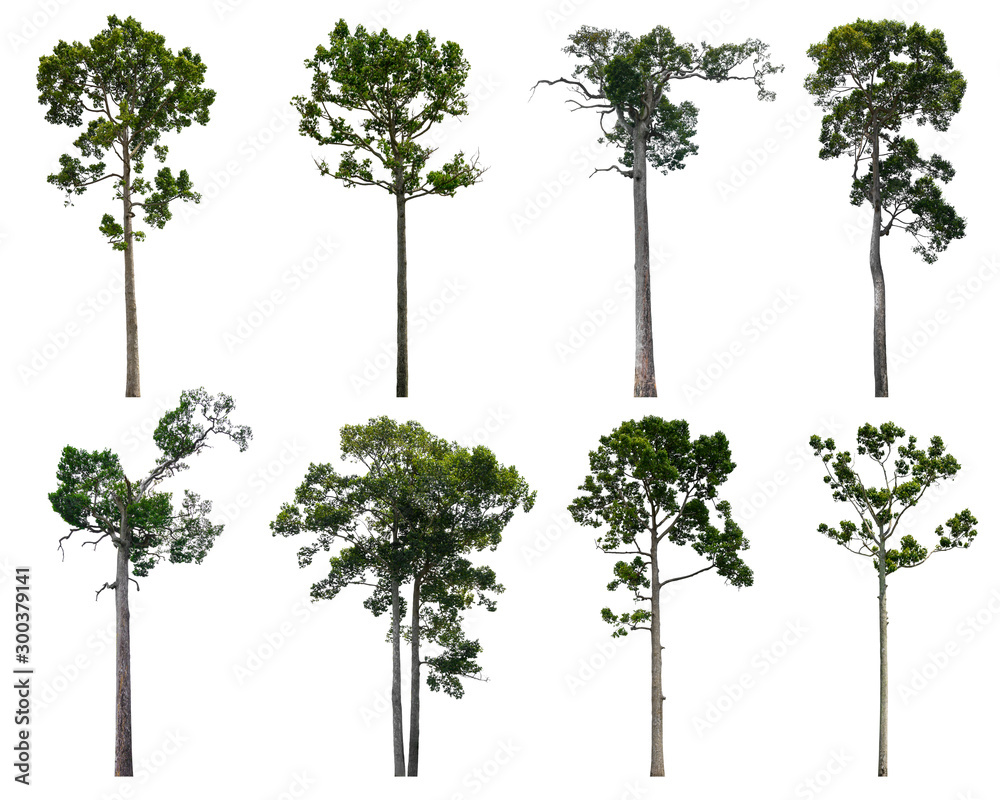 Fototapeta premium The collection dipterocarpus alatus trees isolated on white background.
